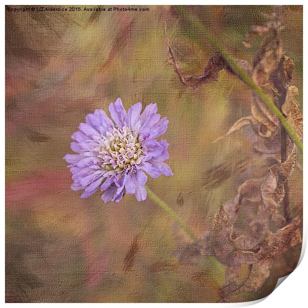  Cornflower Blue (square format) Print by LIZ Alderdice