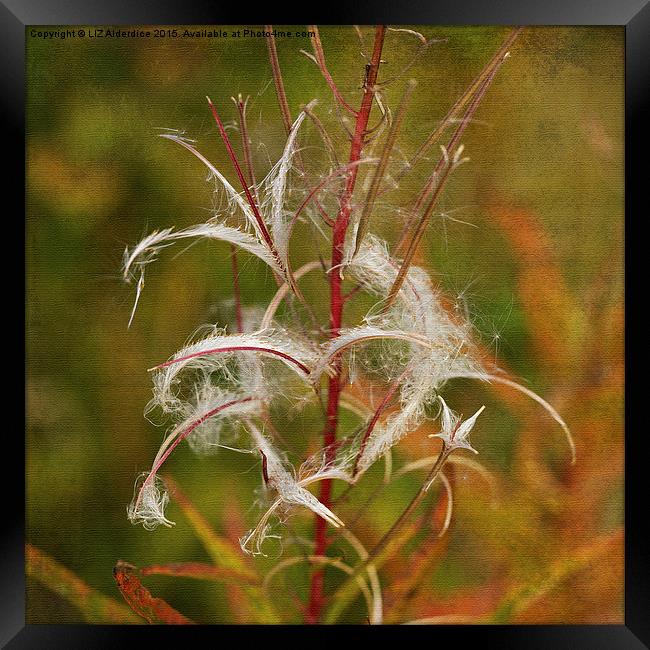  Willow Herb Seeds Framed Print by LIZ Alderdice