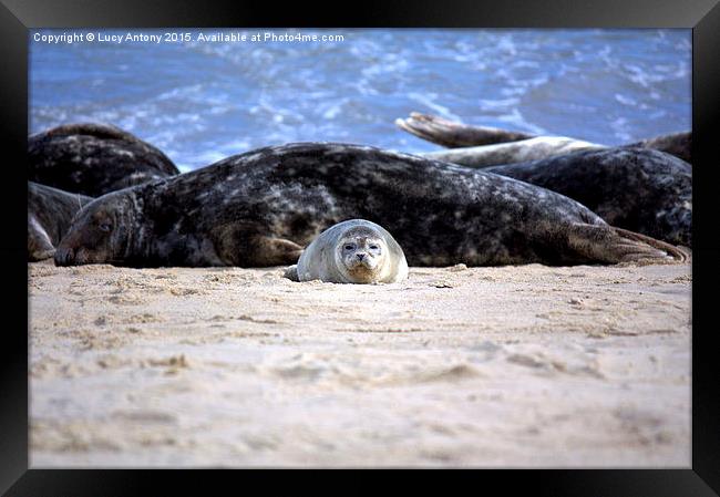  Seal pup on Horsey Beach Framed Print by Lucy Antony