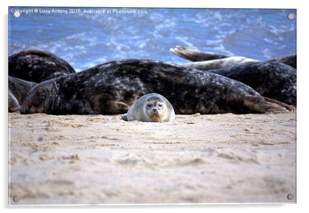  Seal pup on Horsey Beach Acrylic by Lucy Antony