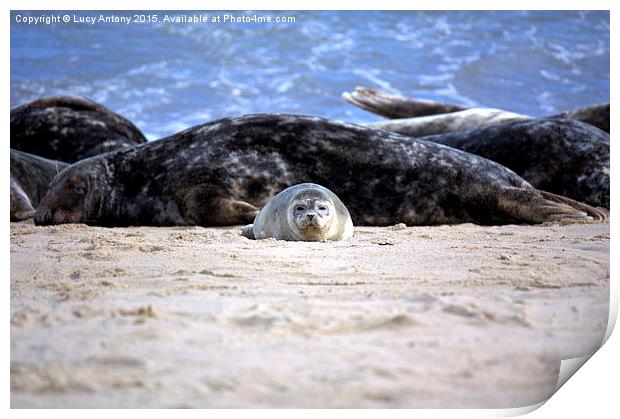  Seal pup on Horsey Beach Print by Lucy Antony
