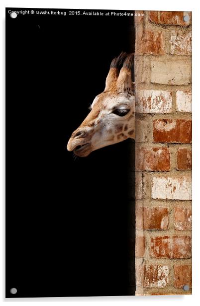 Baby Giraffe Acrylic by rawshutterbug 