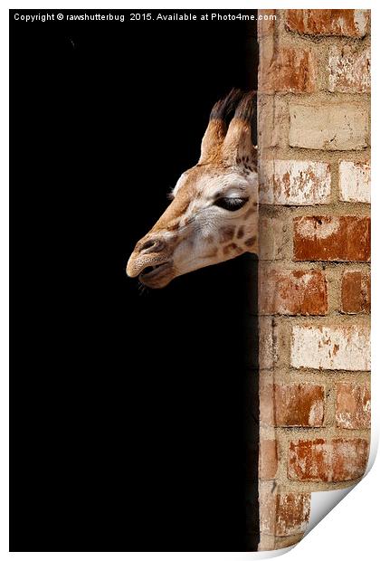Baby Giraffe Print by rawshutterbug 