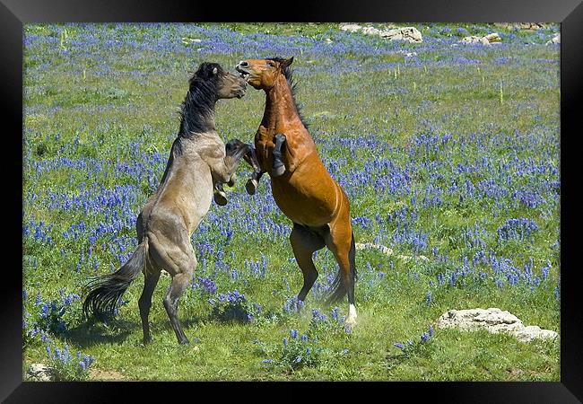 Dueling Mustangs Framed Print by Gary Beeler