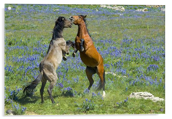 Dueling Mustangs Acrylic by Gary Beeler