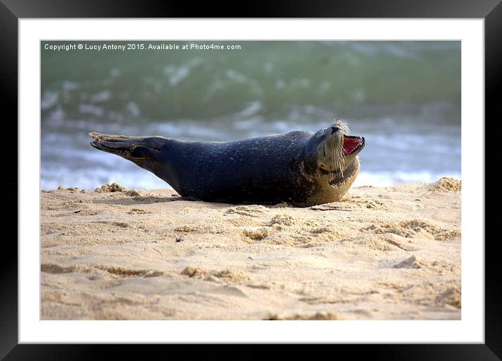  Grey seal youngster on Horsey Beach Framed Mounted Print by Lucy Antony
