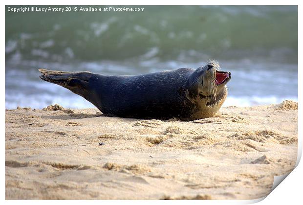  Grey seal youngster on Horsey Beach Print by Lucy Antony