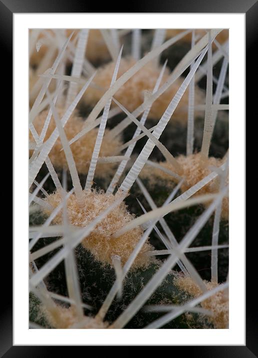 Prickles of a cactus Framed Mounted Print by Gabor Pozsgai
