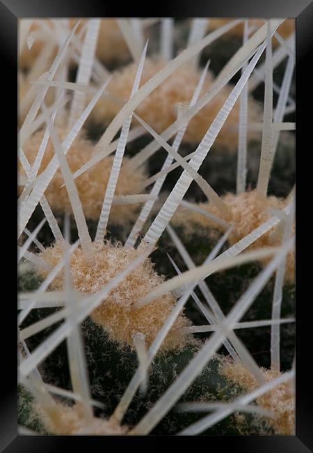 Prickles of a cactus Framed Print by Gabor Pozsgai