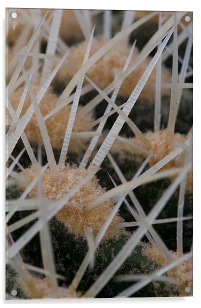 Prickles of a cactus Acrylic by Gabor Pozsgai