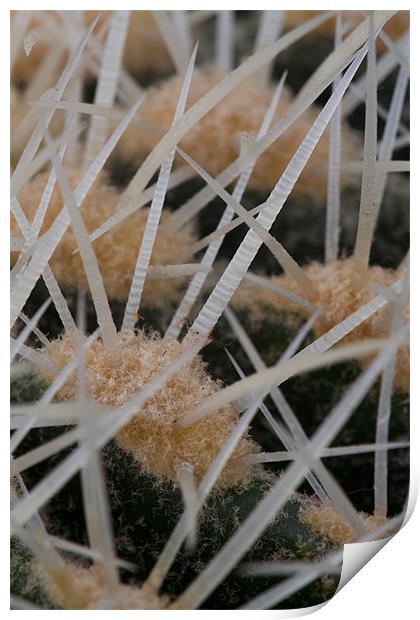 Prickles of a cactus Print by Gabor Pozsgai