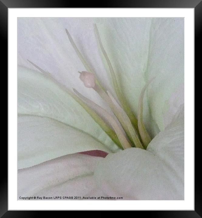 LILY Framed Mounted Print by Ray Bacon LRPS CPAGB