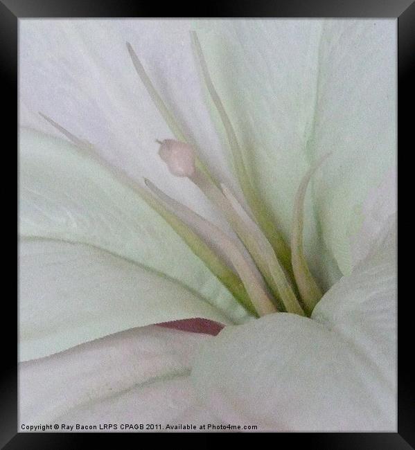LILY Framed Print by Ray Bacon LRPS CPAGB