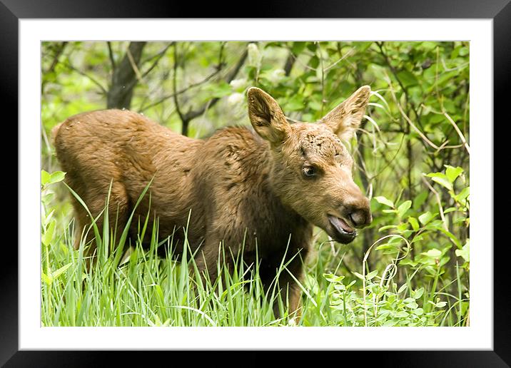 Moose Baby Framed Mounted Print by Gary Beeler