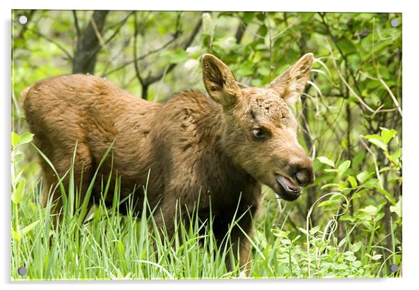 Moose Baby Acrylic by Gary Beeler