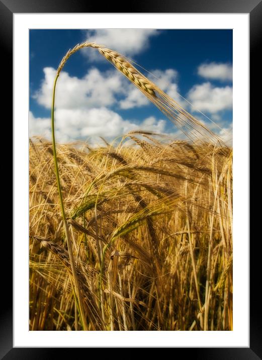 The Field Framed Mounted Print by Mark Robson