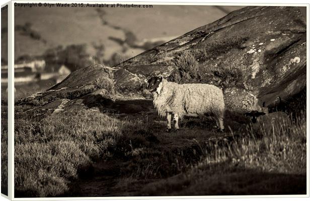  Sheep on the Rocks Canvas Print by Glyn Wade