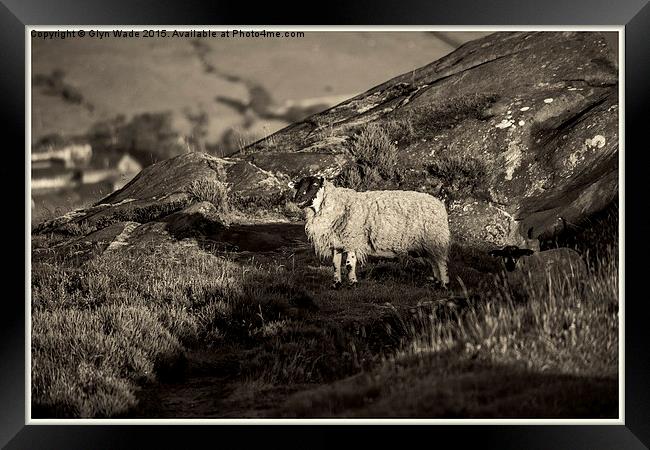  Sheep on the Rocks Framed Print by Glyn Wade