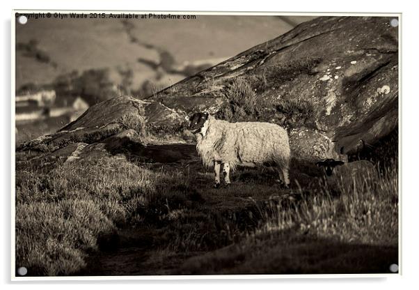  Sheep on the Rocks Acrylic by Glyn Wade