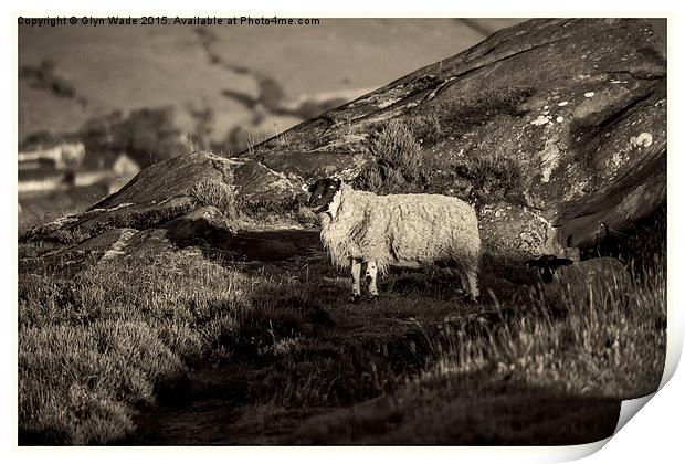  Sheep on the Rocks Print by Glyn Wade