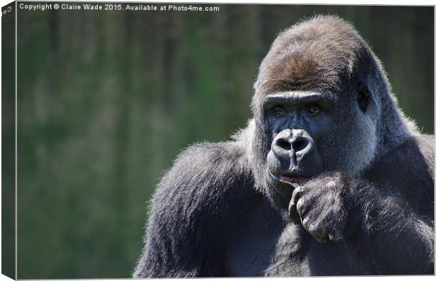  Portrait of a thoughtful gorilla Canvas Print by Claire Wade