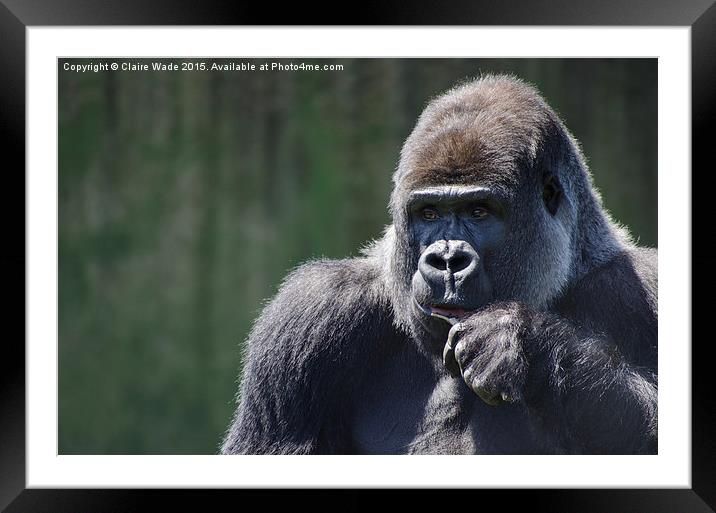  Portrait of a thoughtful gorilla Framed Mounted Print by Claire Wade
