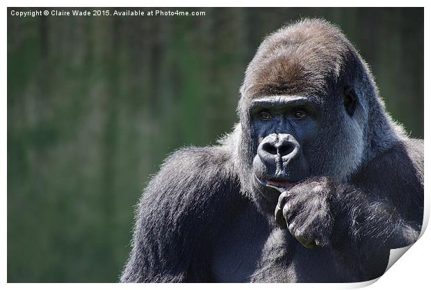  Portrait of a thoughtful gorilla Print by Claire Wade