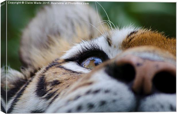 Tiger's Eye Canvas Print by Claire Wade