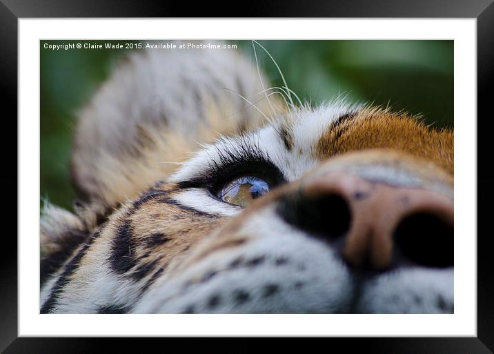 Tiger's Eye Framed Mounted Print by Claire Wade