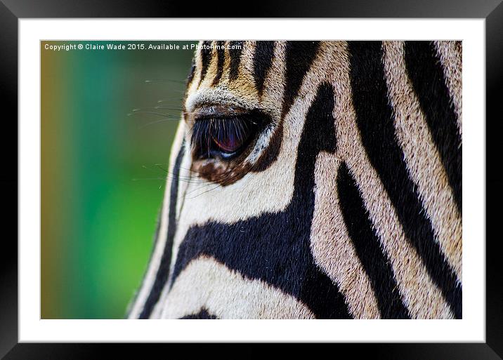  Gentle Zebra Face Framed Mounted Print by Claire Wade