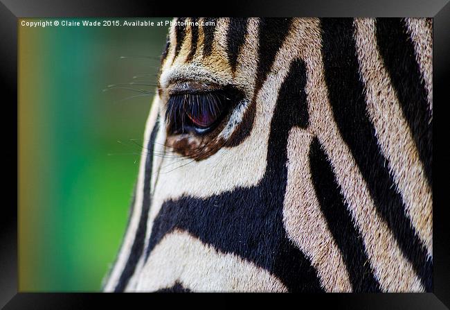  Gentle Zebra Face Framed Print by Claire Wade