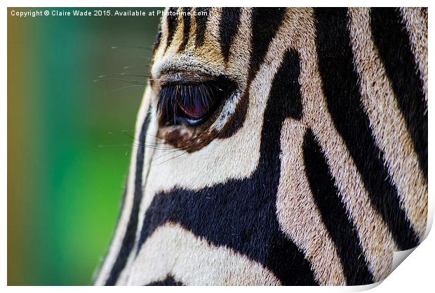  Gentle Zebra Face Print by Claire Wade