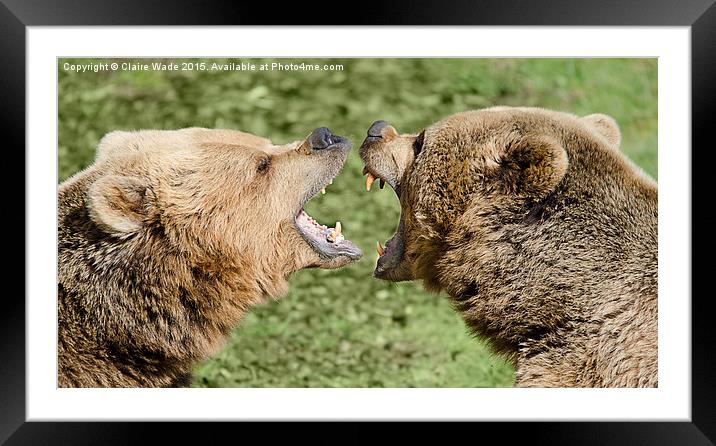 Closeup of two European bears playing together. Framed Mounted Print by Claire Wade