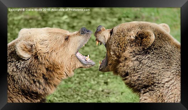 Closeup of two European bears playing together. Framed Print by Claire Wade
