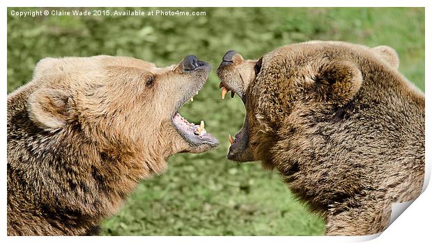 Closeup of two European bears playing together. Print by Claire Wade