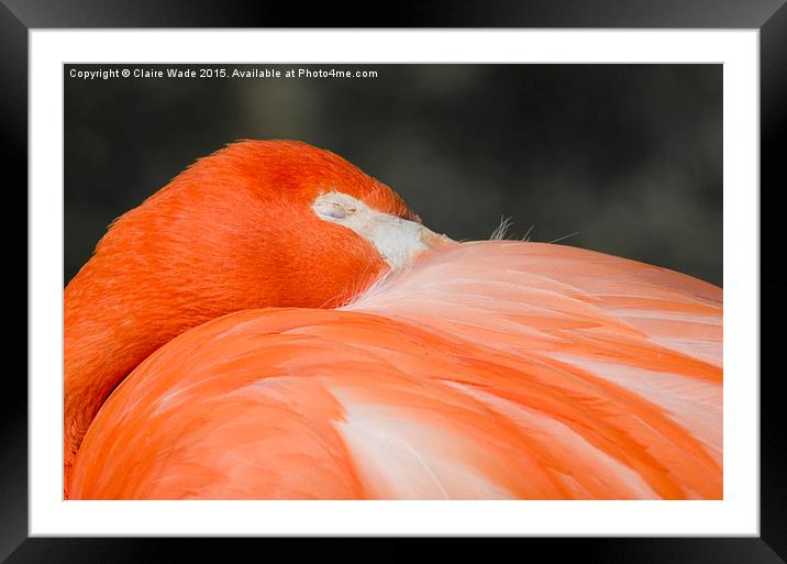  A closeup of the head of a sleeping flamingo Framed Mounted Print by Claire Wade
