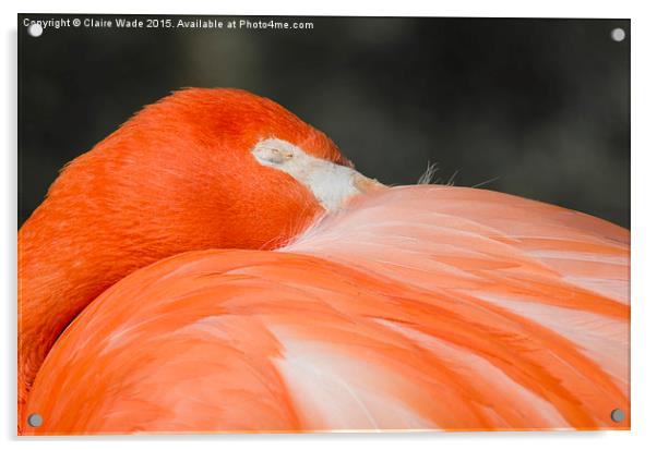  A closeup of the head of a sleeping flamingo Acrylic by Claire Wade