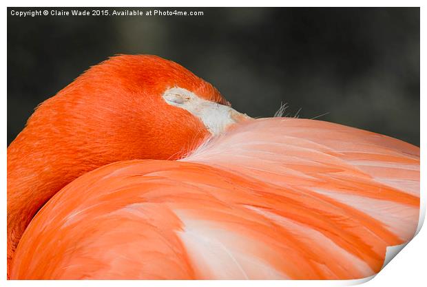  A closeup of the head of a sleeping flamingo Print by Claire Wade