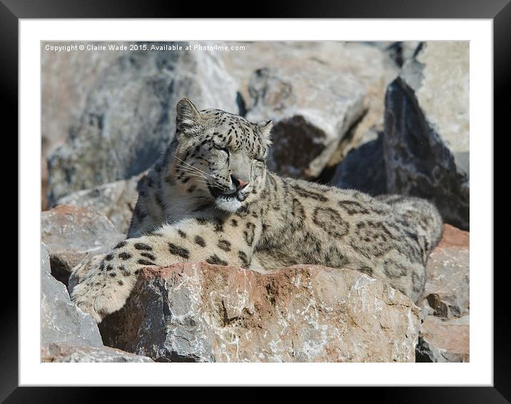  Sleepy snow leopard camouflaged on grey rocks Framed Mounted Print by Claire Wade