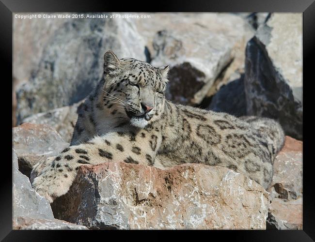  Sleepy snow leopard camouflaged on grey rocks Framed Print by Claire Wade