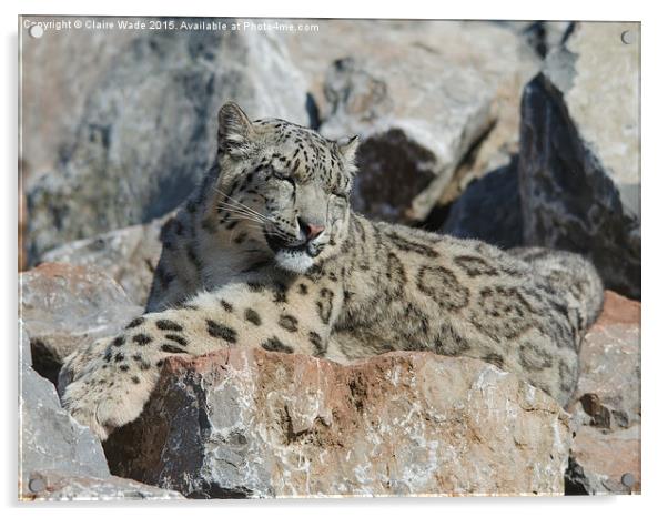  Sleepy snow leopard camouflaged on grey rocks Acrylic by Claire Wade
