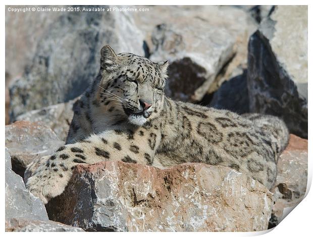  Sleepy snow leopard camouflaged on grey rocks Print by Claire Wade