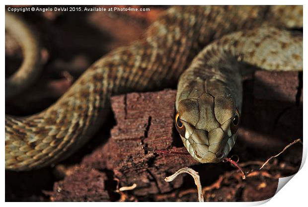 Wild snake Malpolon Monspessulanus in a tree trunk Print by Angelo DeVal