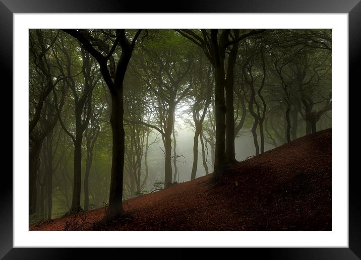  Trees Of The Forest Framed Mounted Print by Gary Lewis
