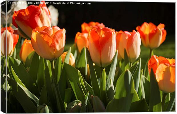 Tulips Canvas Print by Claire Castelli