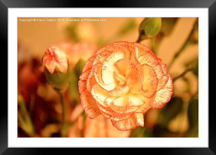 Carnation Framed Mounted Print by Claire Castelli