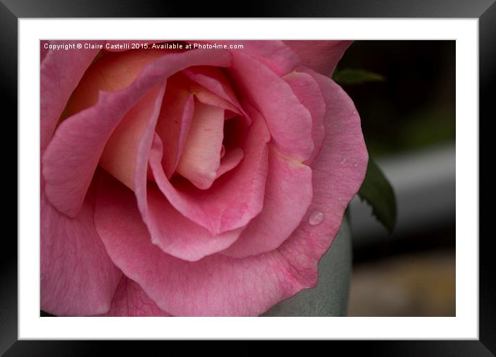  Pink Rose Framed Mounted Print by Claire Castelli