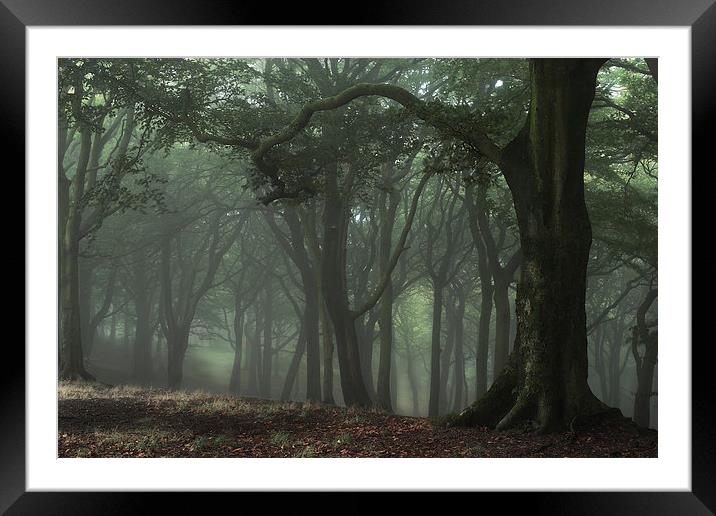  Trees Trees Everywhere Framed Mounted Print by Gary Lewis