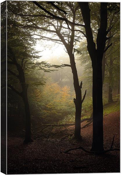  Light Through The Trees Canvas Print by Gary Lewis
