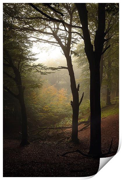  Light Through The Trees Print by Gary Lewis